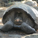 Imagen para el artículo titulado La muerte de cuatro tortugas gigantes de Galápagos apunta a los humanos